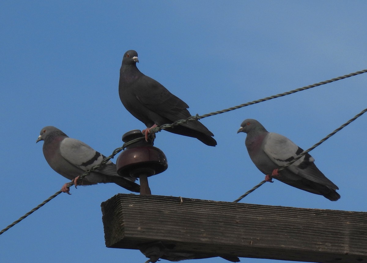 Rock Pigeon (Feral Pigeon) - ML396169781