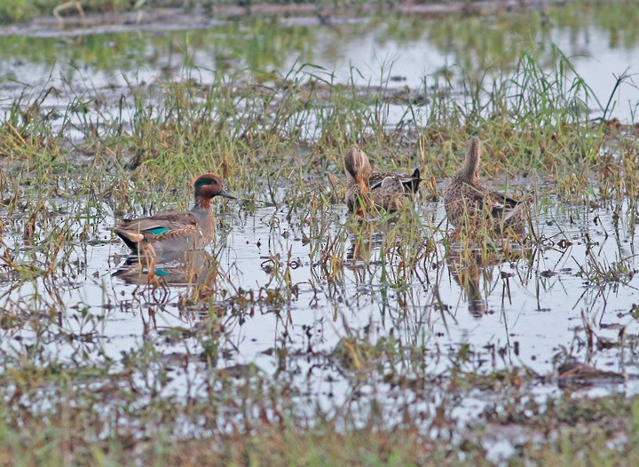 Green-winged Teal - ML39617171