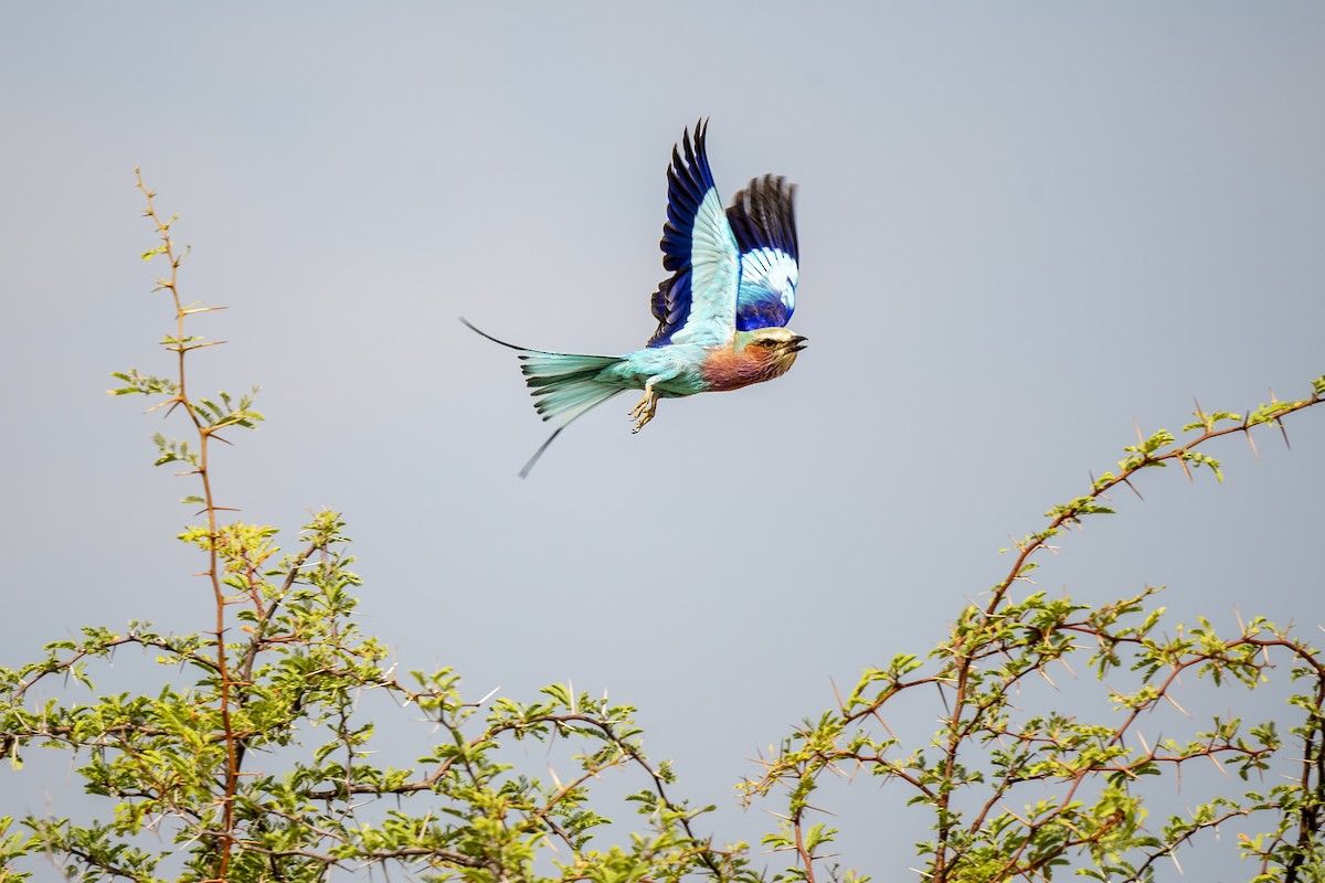 Lilac-breasted Roller - ML396191641