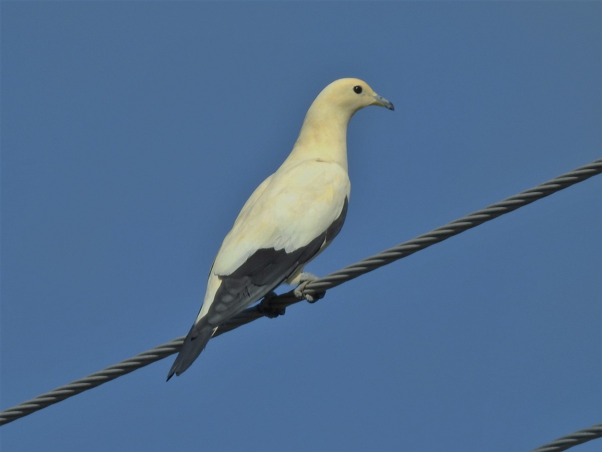 Pied Imperial-Pigeon - Ronnie Hewlette