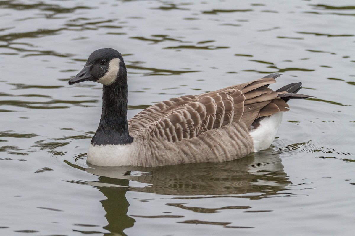 Canada Goose - Terry Woodward