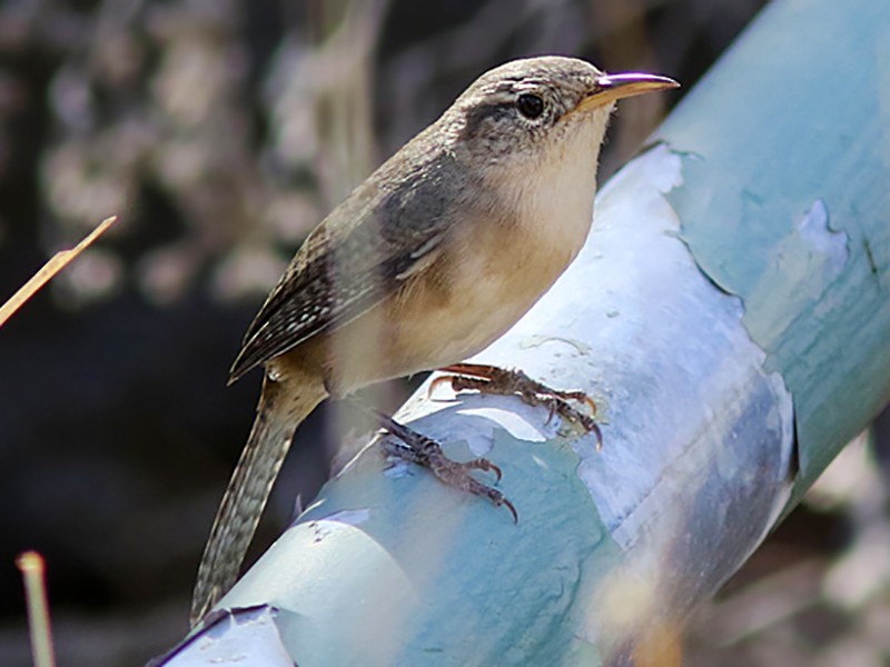 Saltapared de Isla Socorro - eBird