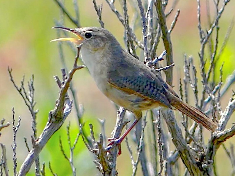 Saltapared de Isla Socorro - eBird