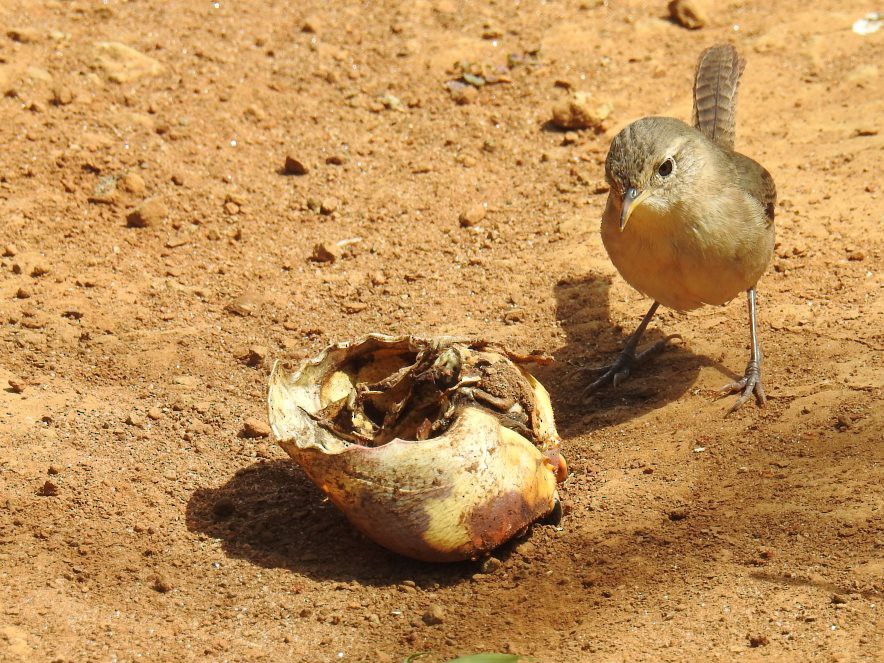Saltapared de Isla Socorro - eBird