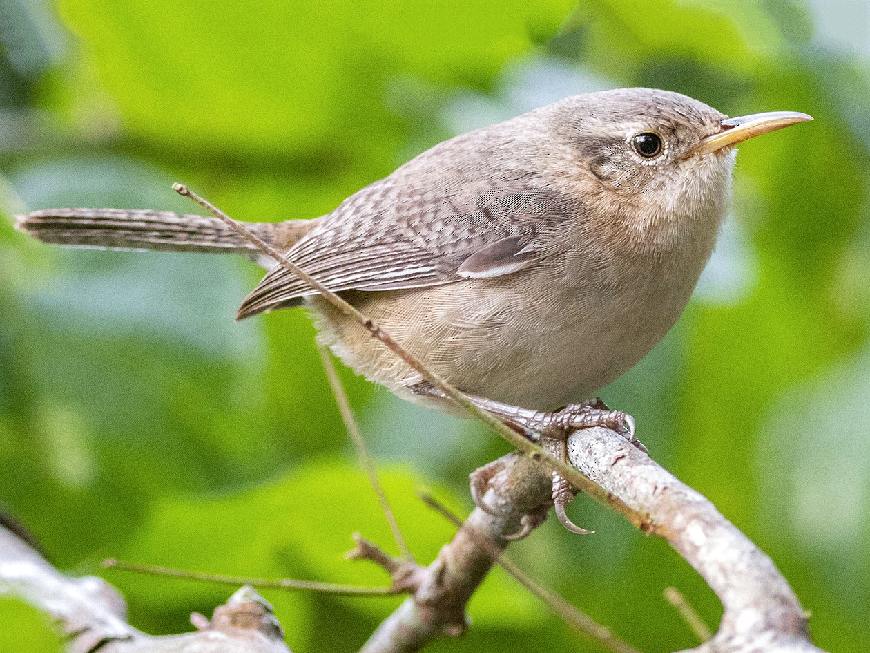 Saltapared de Isla Socorro - eBird