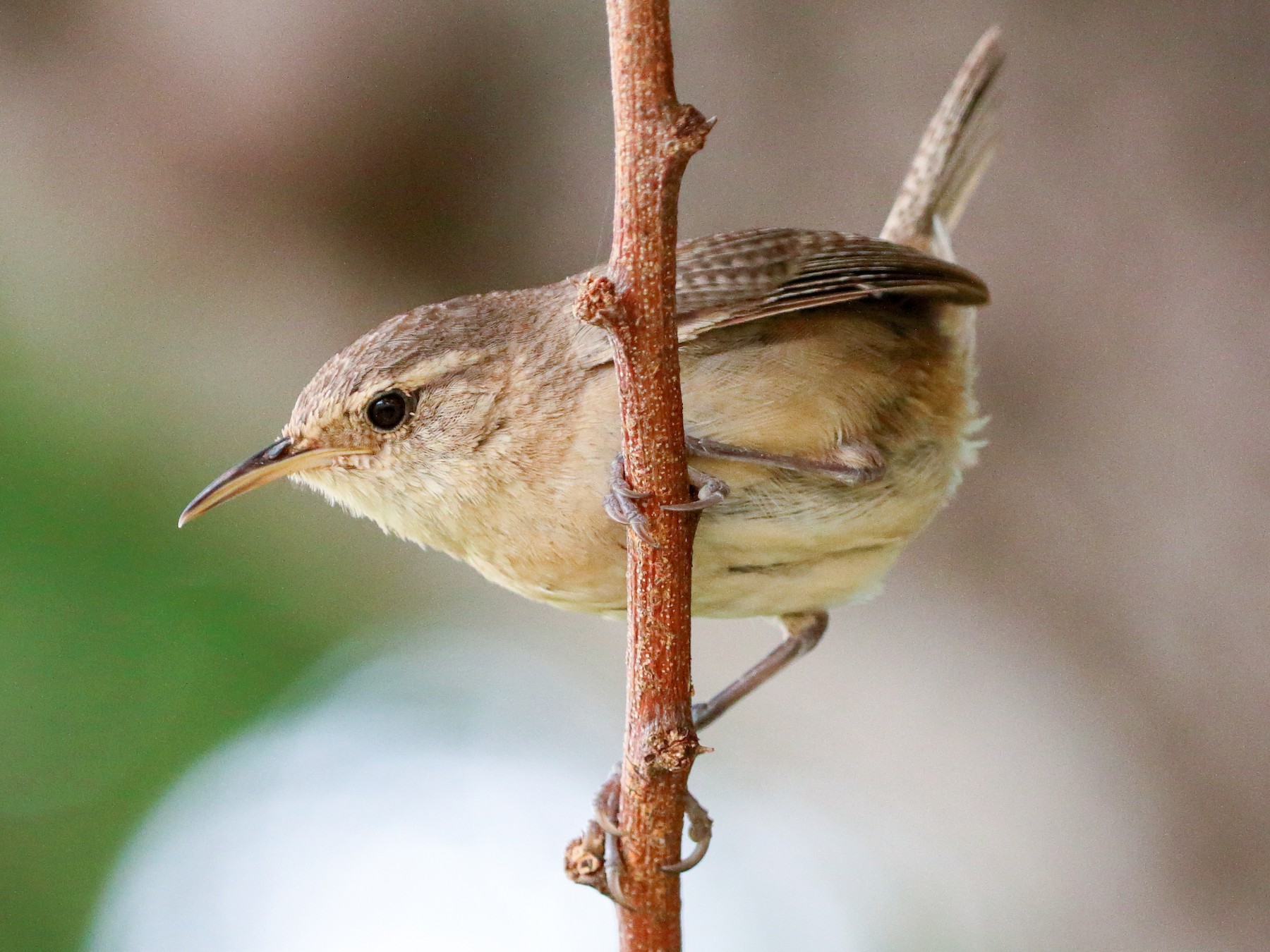 Saltapared de Isla Socorro - eBird