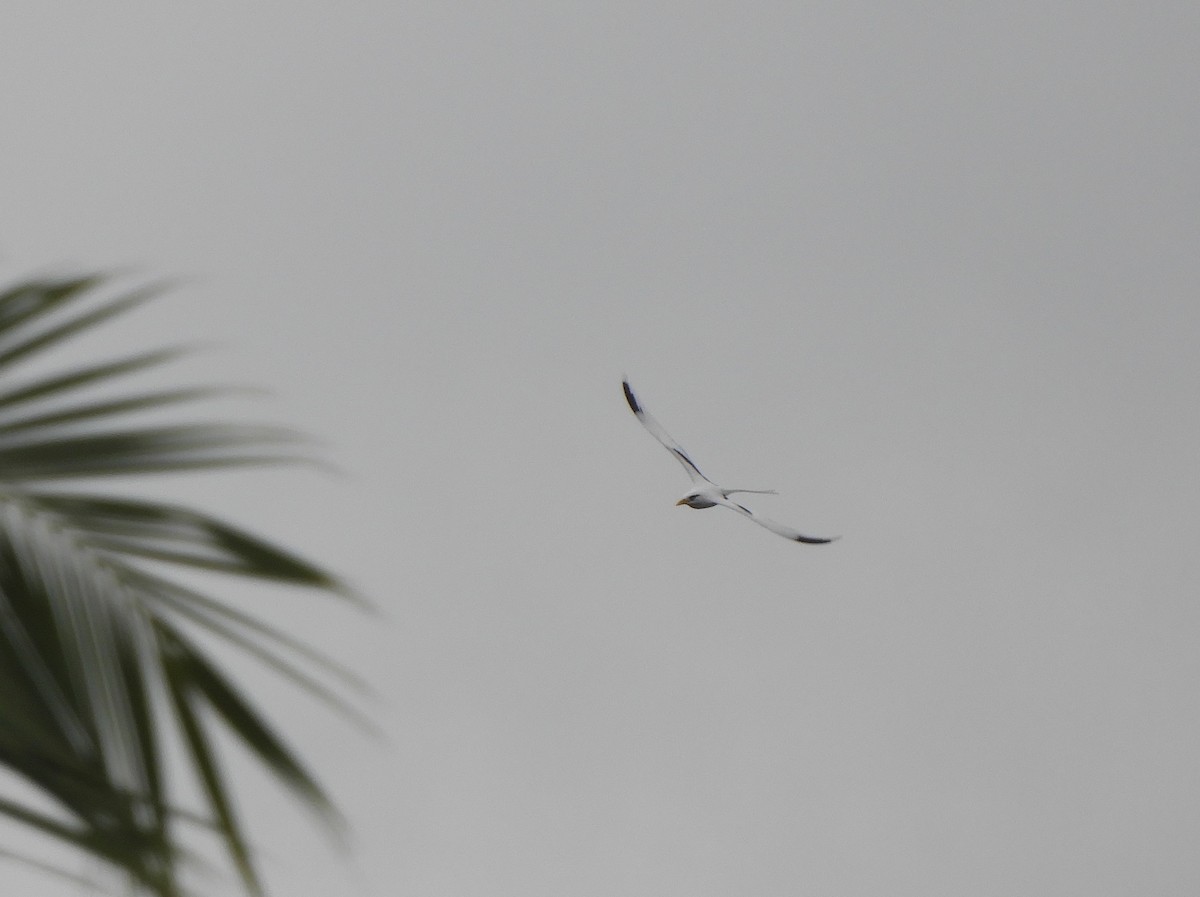 White-tailed Tropicbird - ML396197931