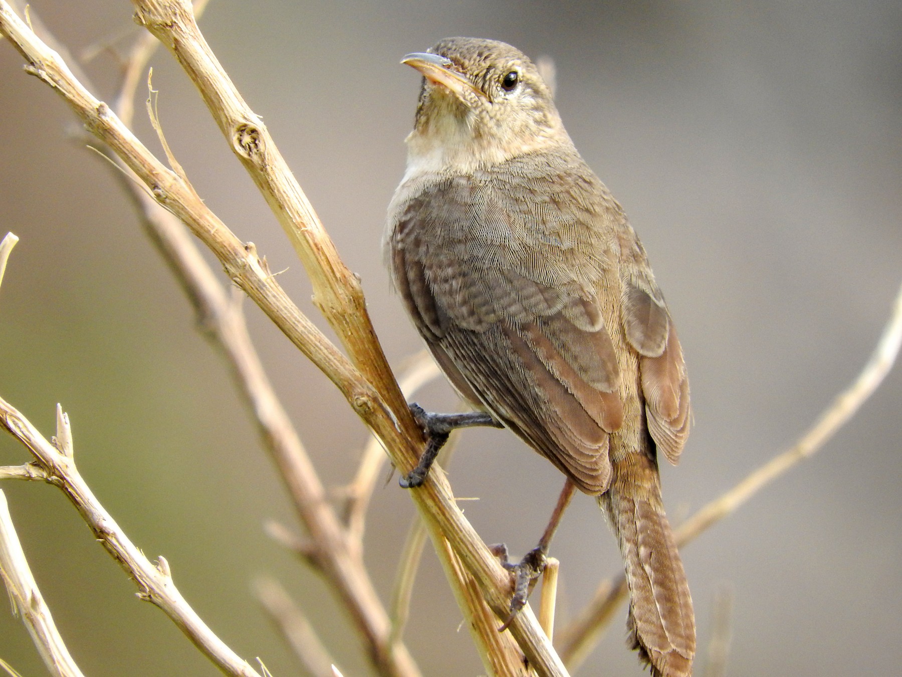 Saltapared de Isla Clarión - eBird