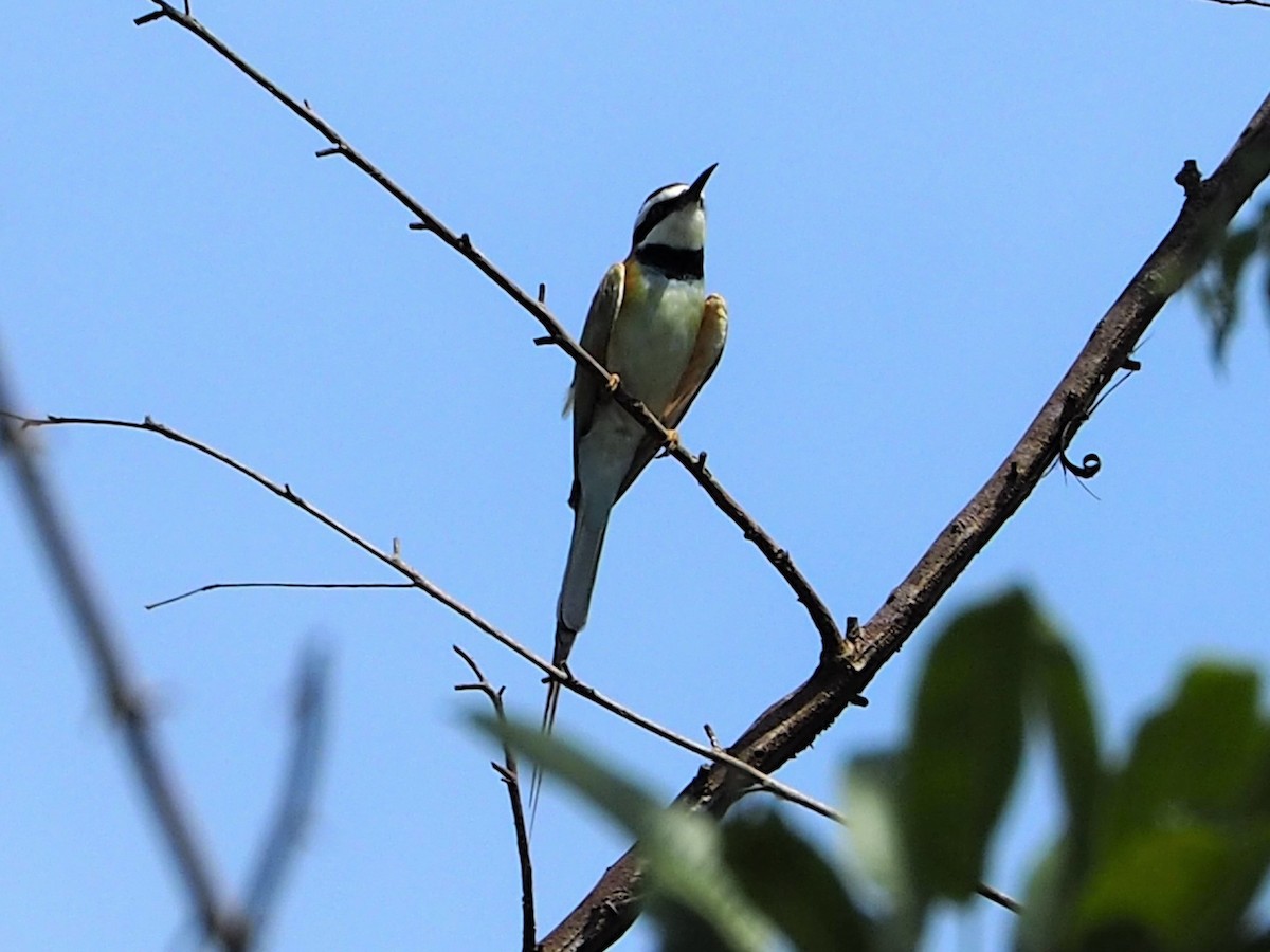 White-throated Bee-eater - ML396198201