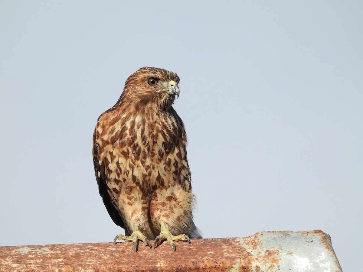 Red-shouldered Hawk - Long-eared Owl