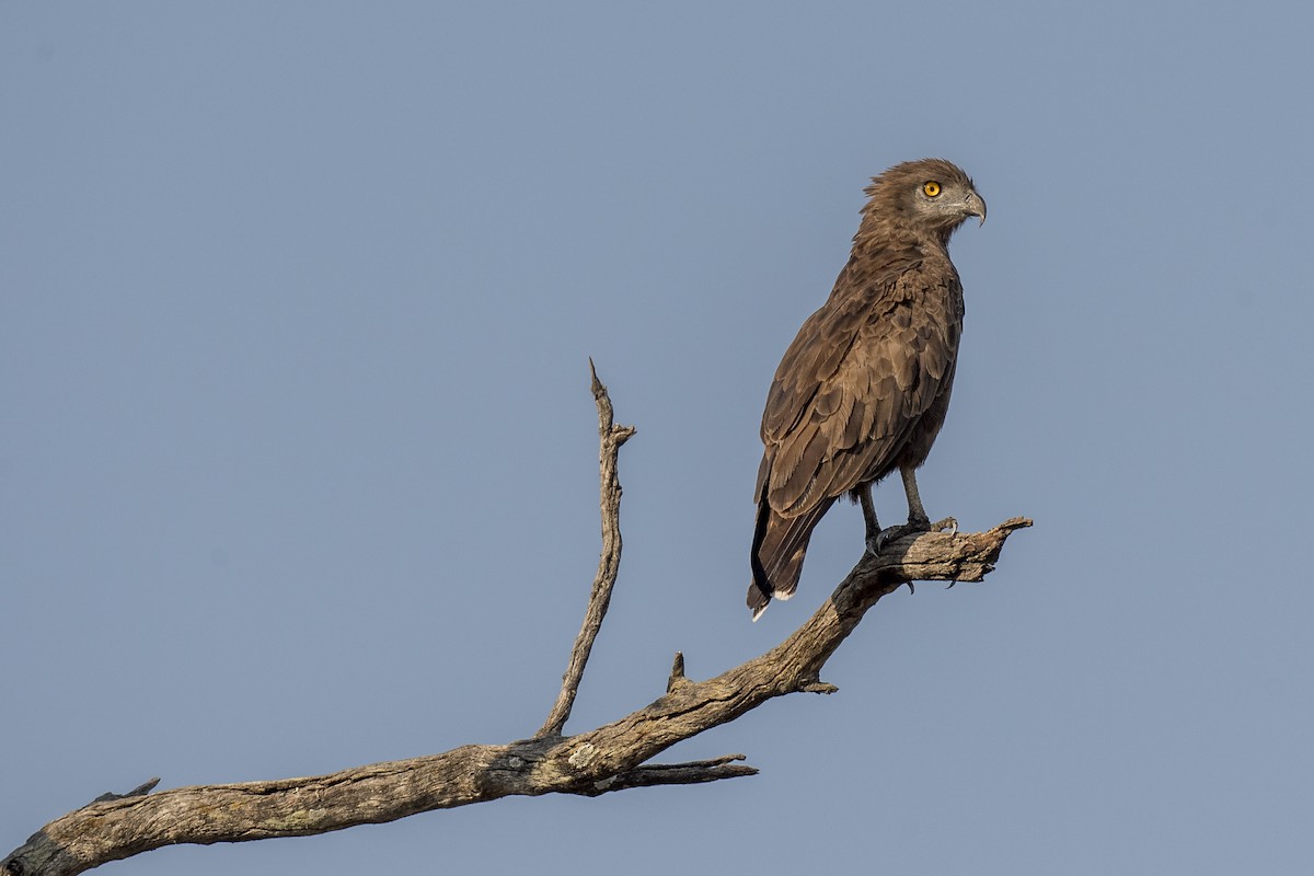 Brown Snake-Eagle - Cree Bol