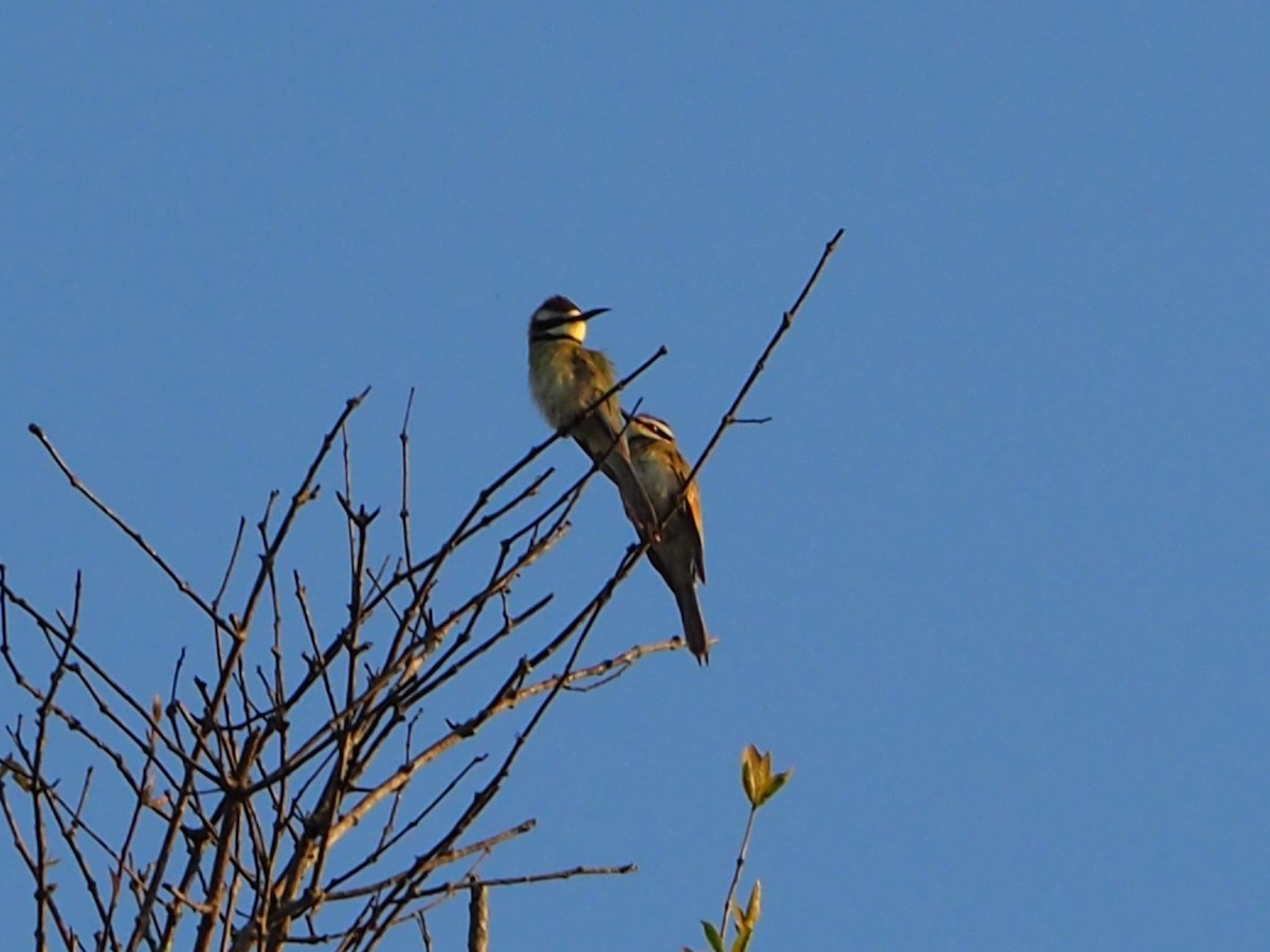 White-throated Bee-eater - ML396199961