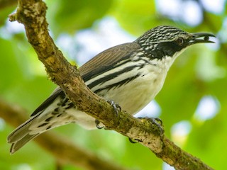 キバシリモドキ - eBird