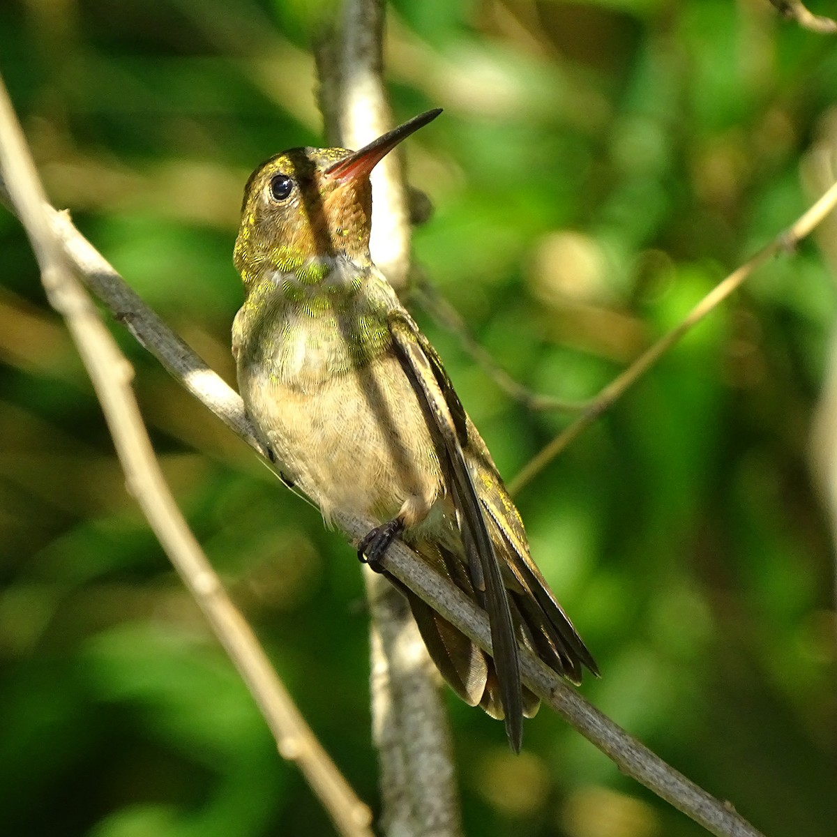 Gilded Hummingbird - ML396201861