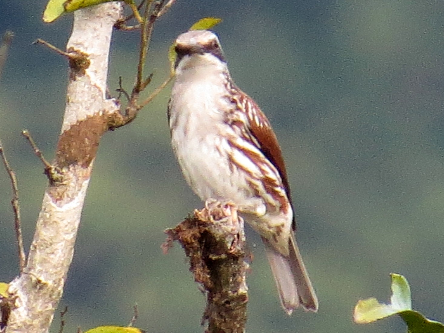 Long-billed Rhabdornis - eBird
