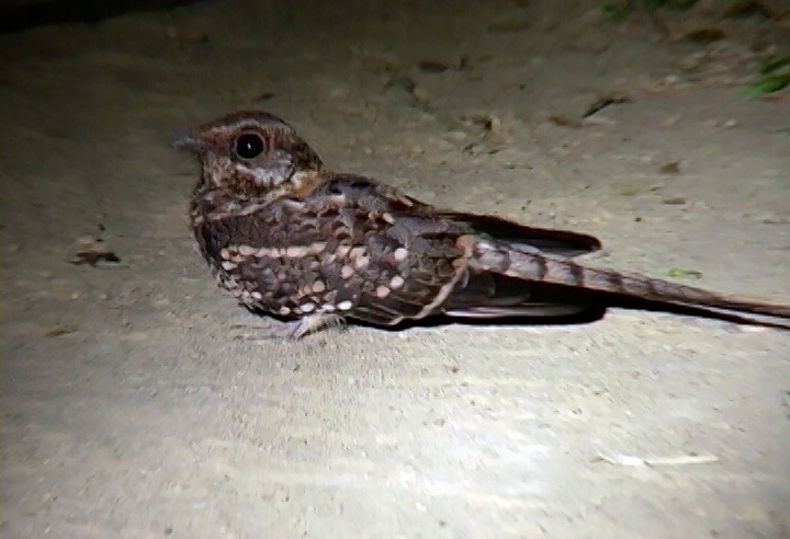 Scissor-tailed Nightjar - Josep del Hoyo