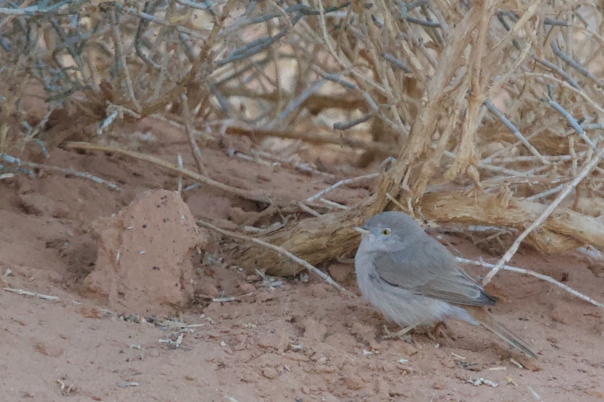 Asian Desert Warbler - Nader Fahd