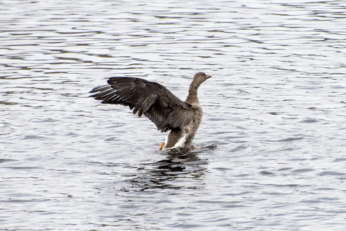 Greater White-fronted Goose - ML39620781