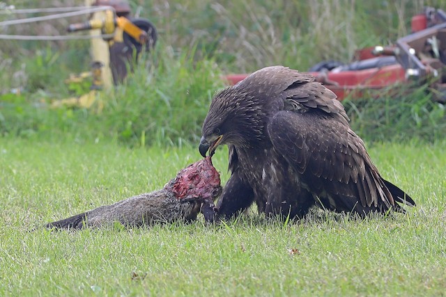 Feeding on groundhog (<em class="SciName notranslate">Marmota monax</em>). - Bald Eagle - 