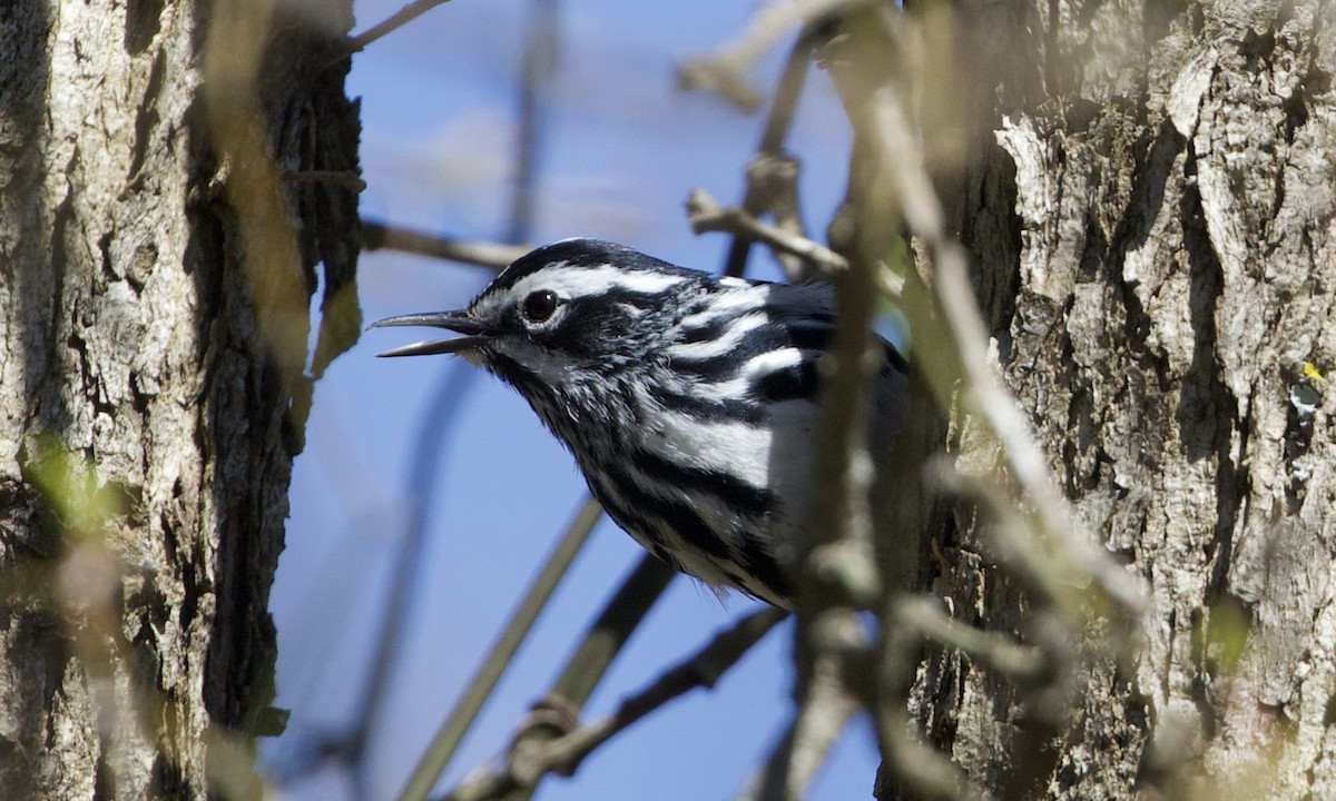 Black-and-white Warbler - ML396213551