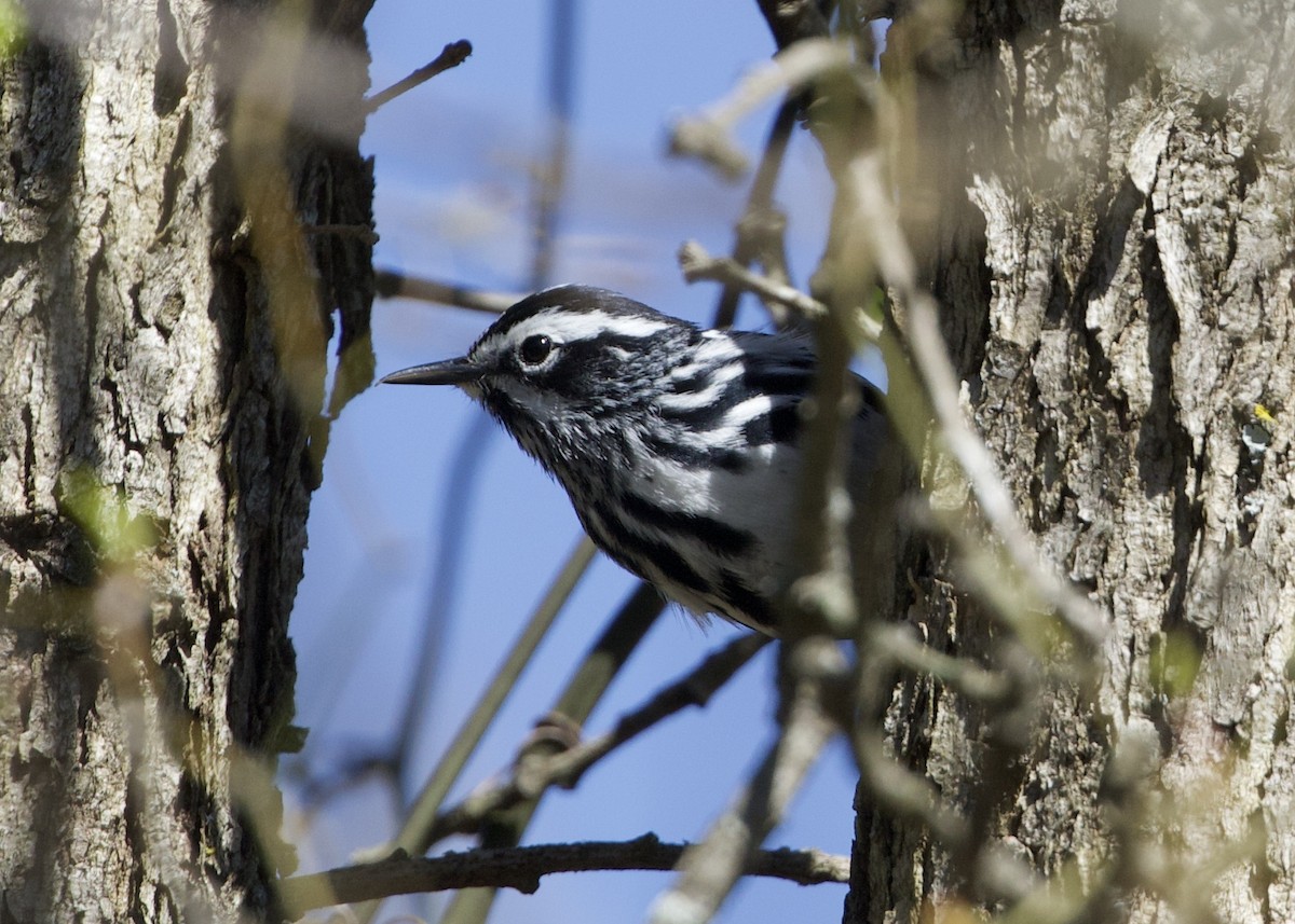 Black-and-white Warbler - ML396213571