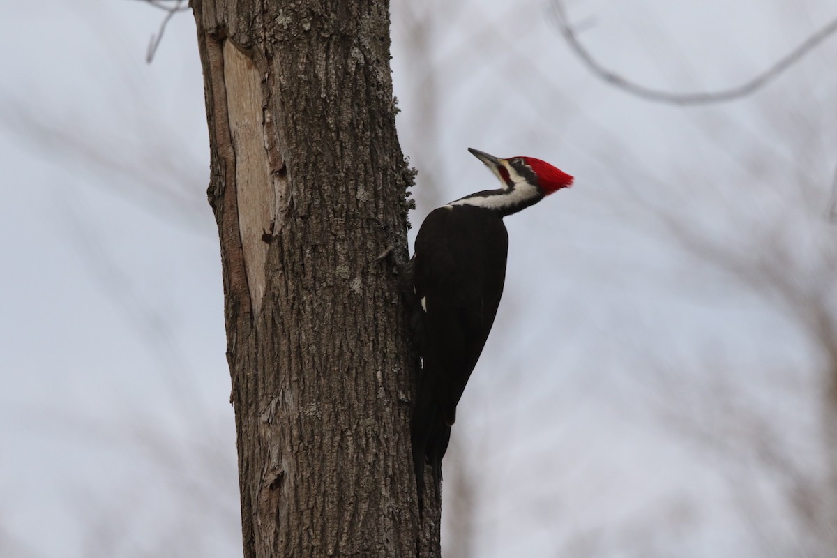 Pileated Woodpecker - William Mahoney