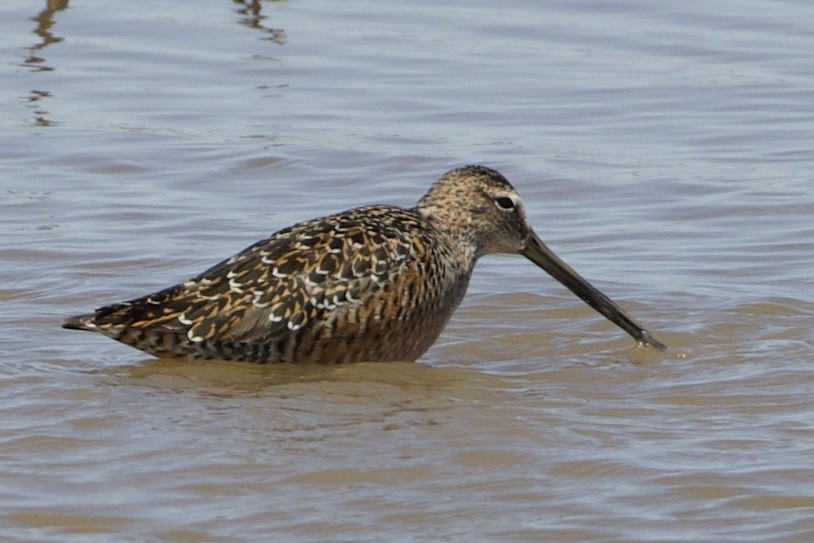 Long-billed Dowitcher - ML396221201