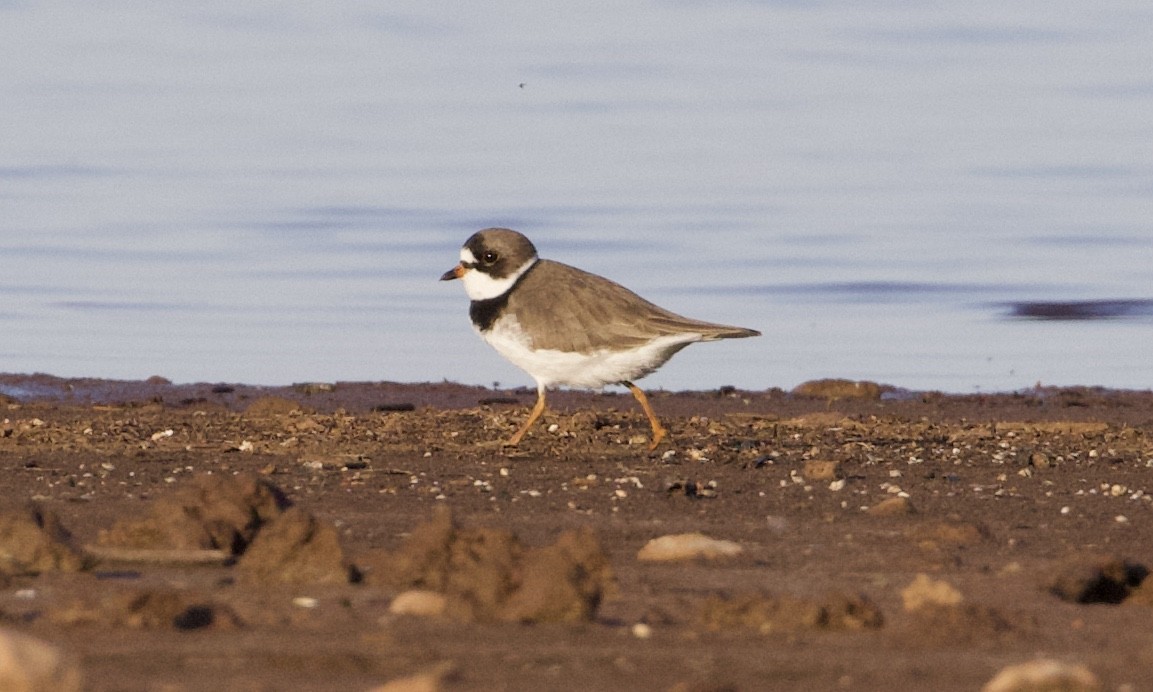 Semipalmated Plover - ML396223221