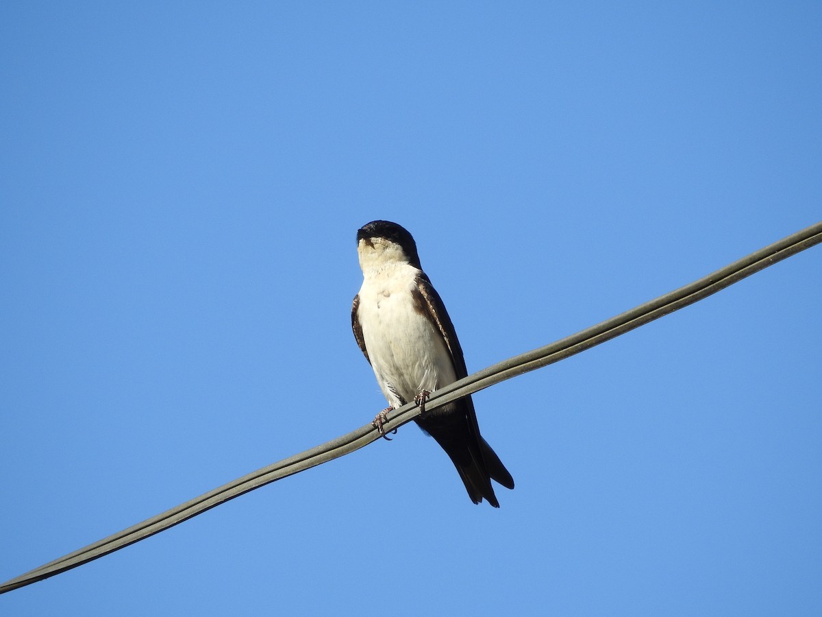 Blue-and-white Swallow - ML396224821