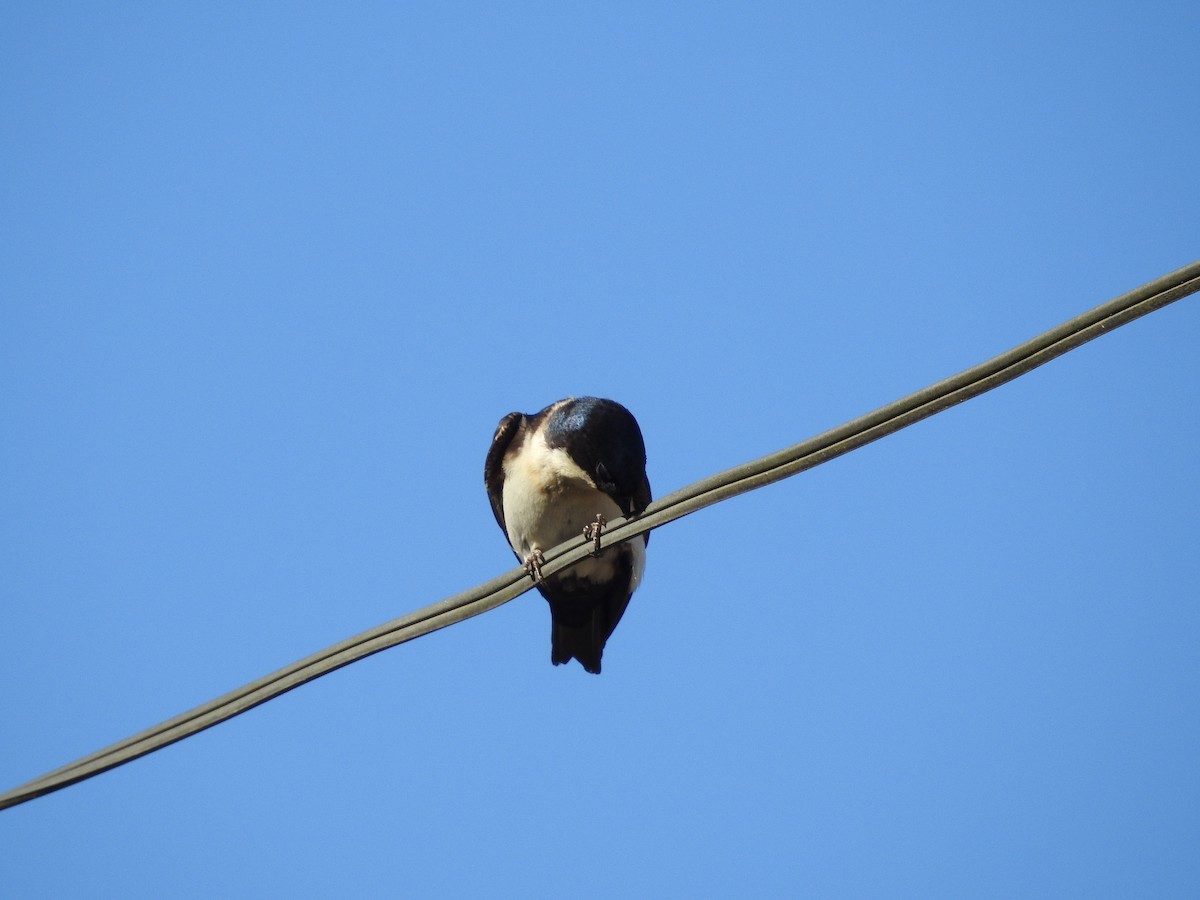 Blue-and-white Swallow - ML396224841