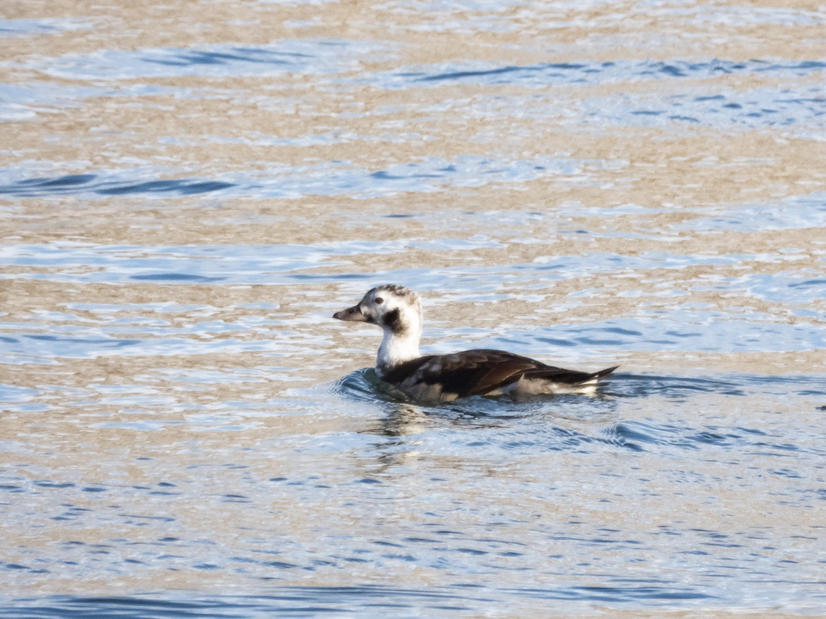 Long-tailed Duck - ML396225091