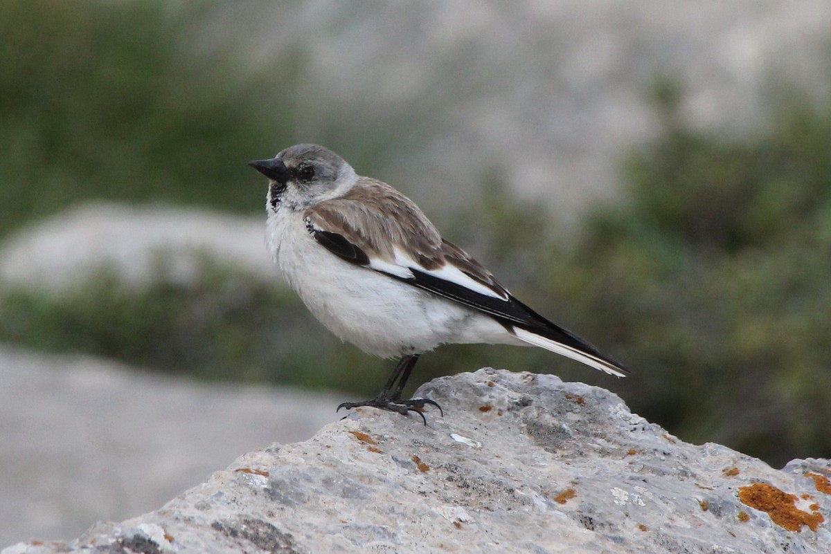 White-winged Snowfinch - ML39623041