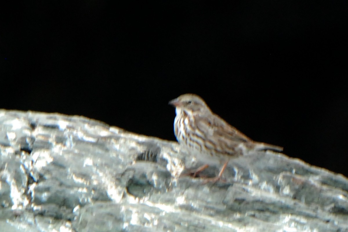 Savannah Sparrow - ML396236041