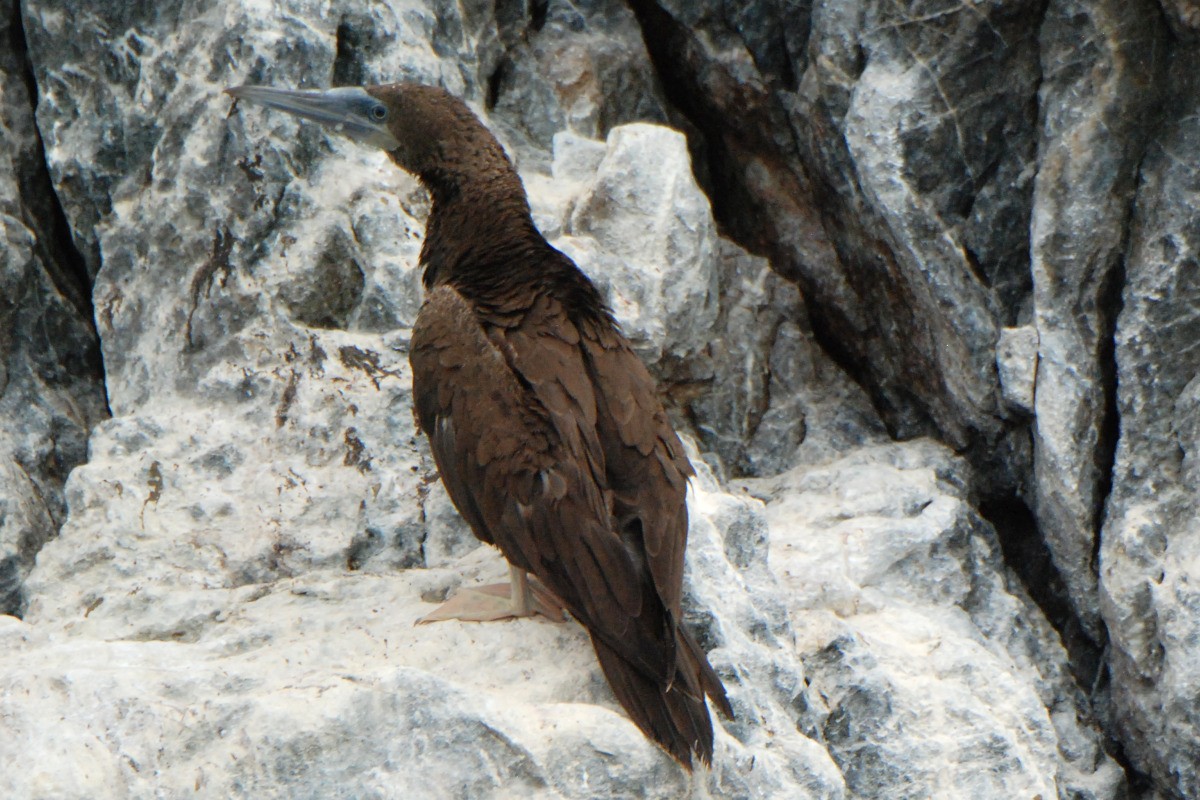Brown Booby - ML396236071