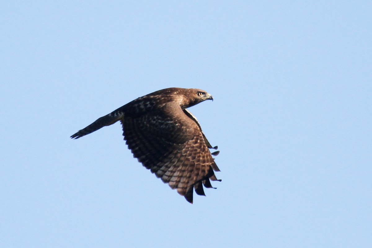 Red-tailed Hawk - ML396238821