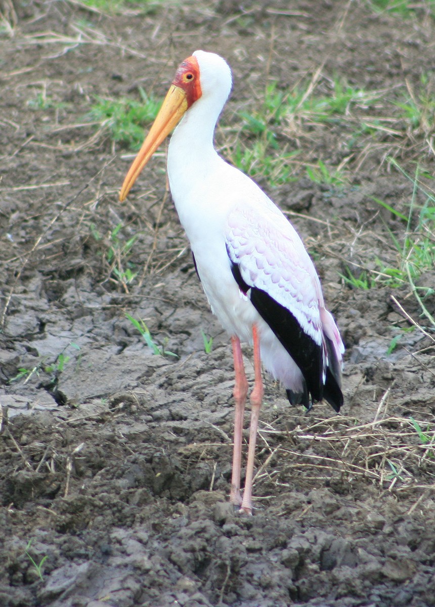 Yellow-billed Stork - Niel Bruce