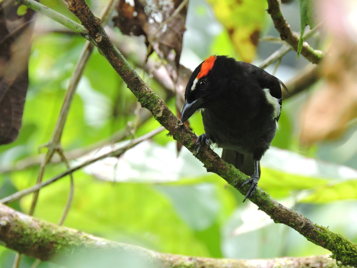 Scarlet-browed Tanager - ML39624341