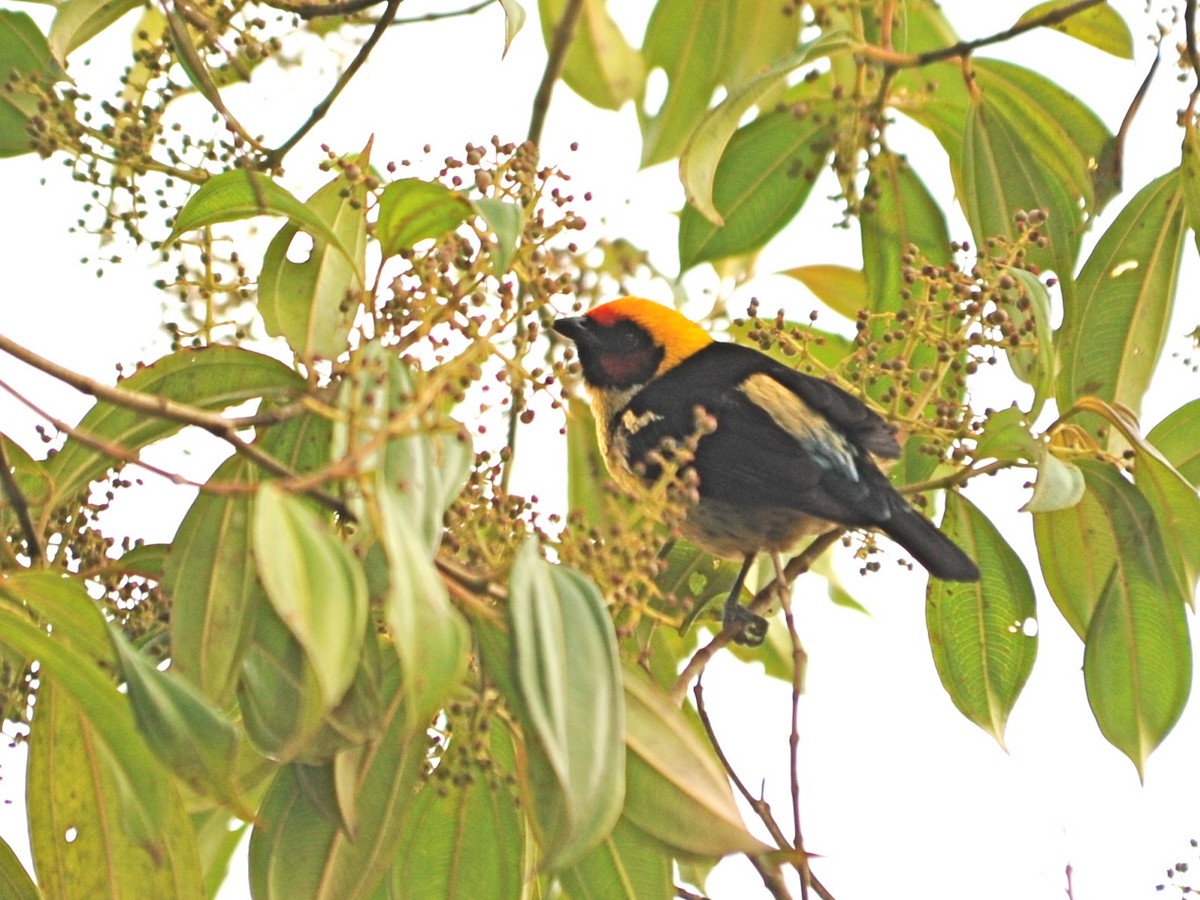 Flame-faced Tanager - ML39624751