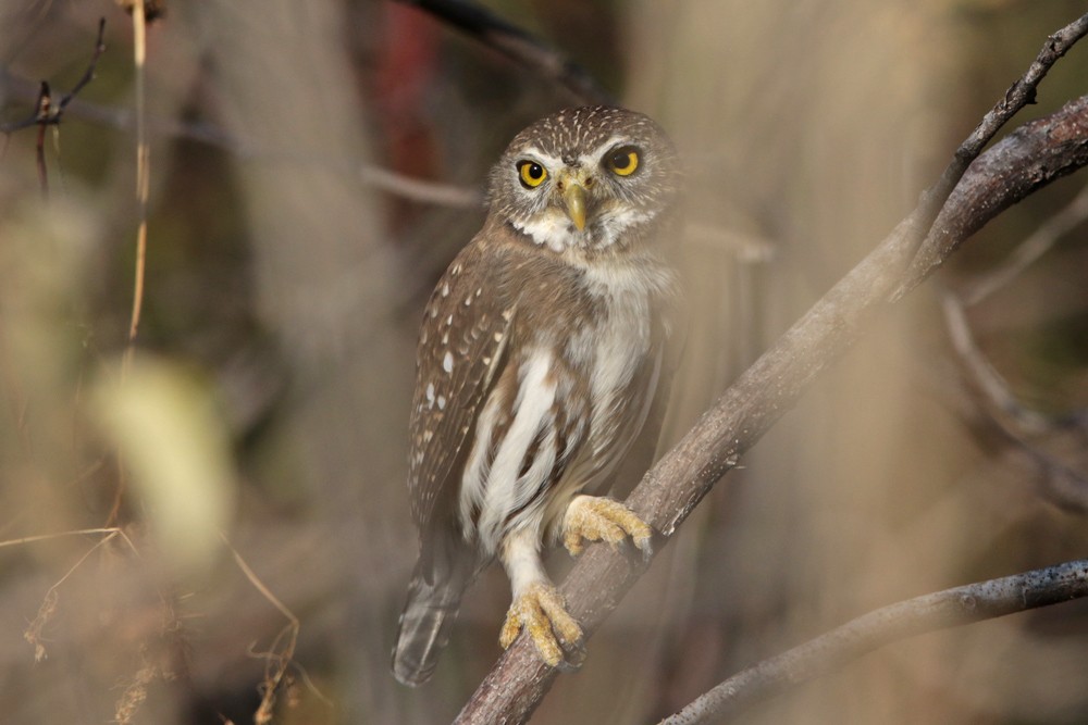 Ferruginous Pygmy-Owl (Ferruginous) - ML396249051