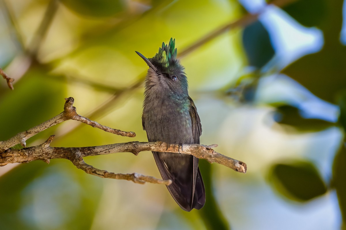Antillean Crested Hummingbird - Andrew Newmark