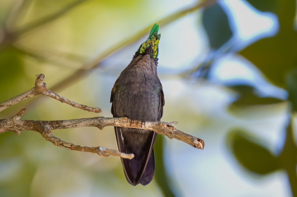 Antillean Crested Hummingbird - ML396255761