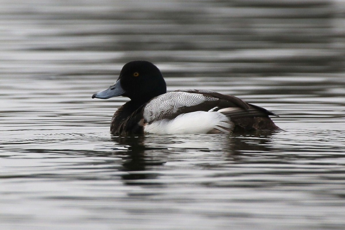 Greater Scaup - ML39625901
