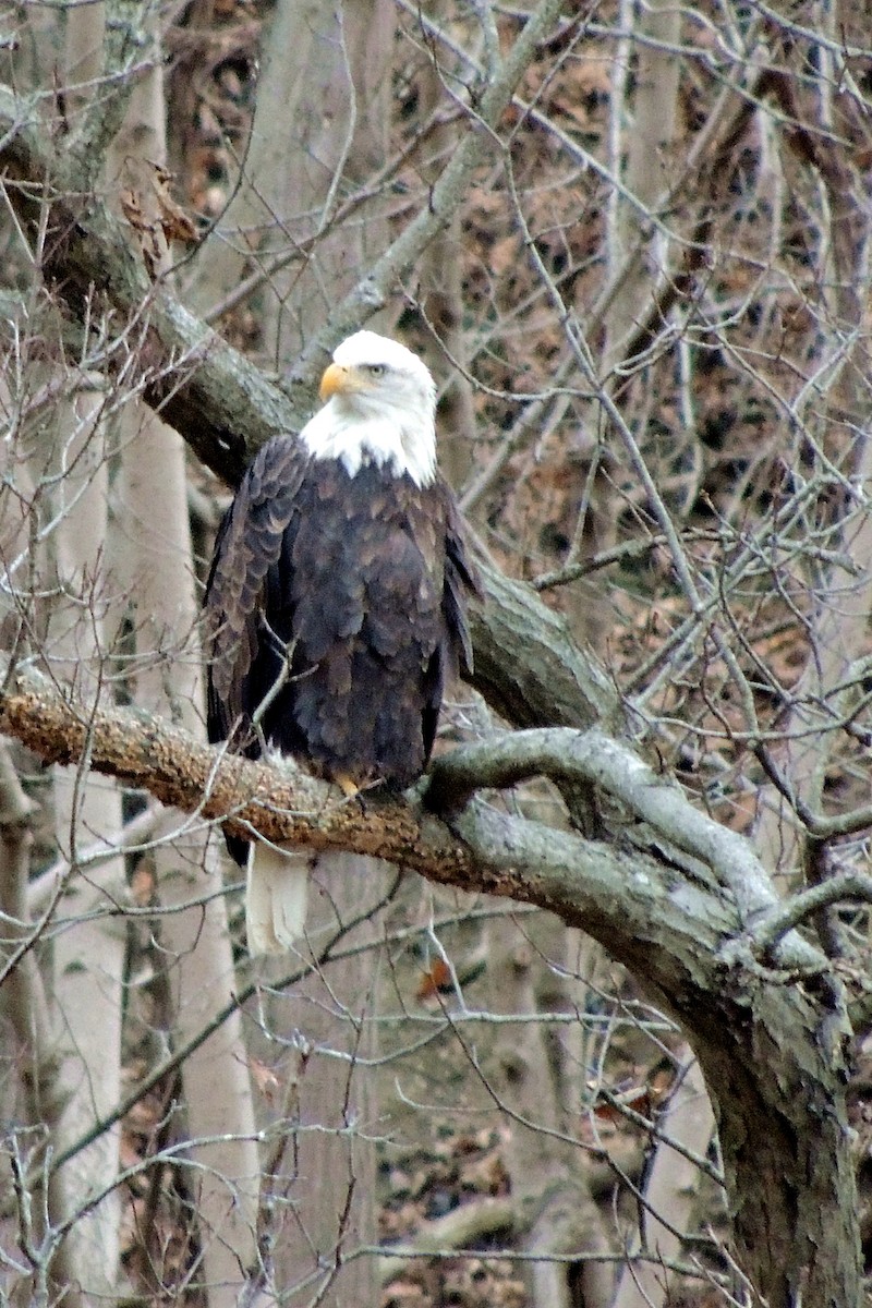 eBird Checklist - 15 Dec 2021 - Powell's Lane at the 22 - 1 species