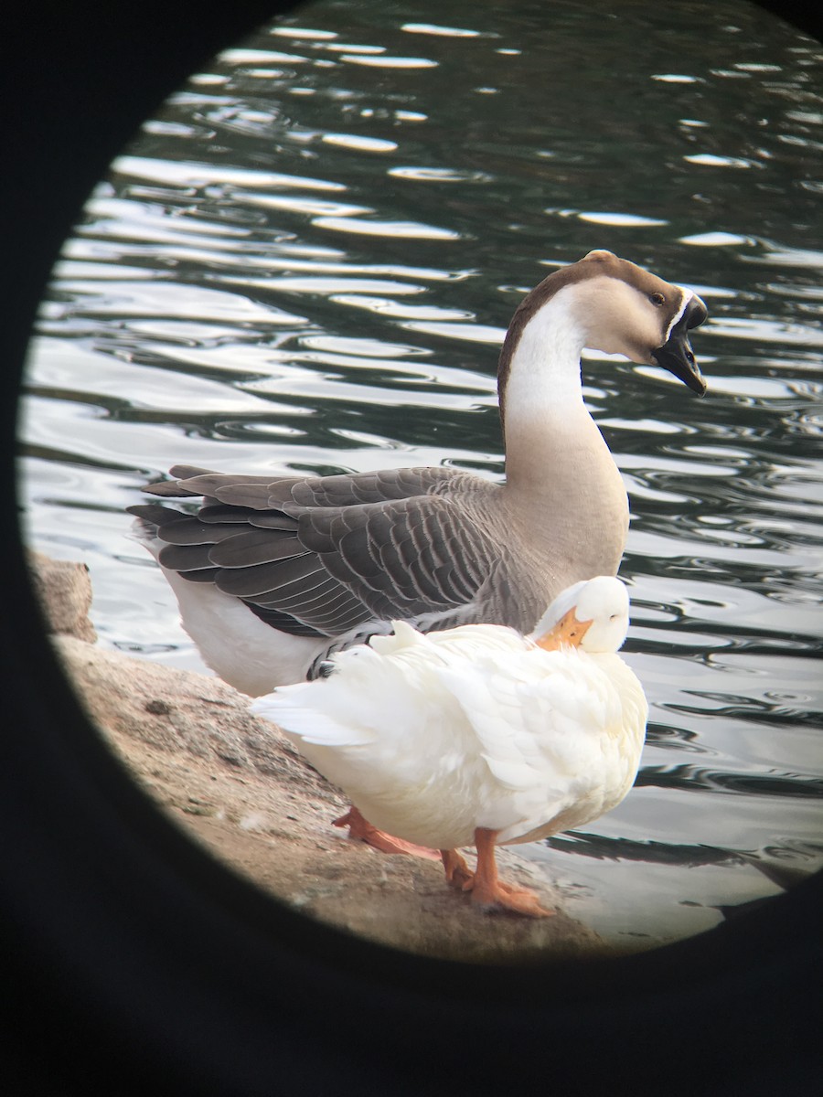 Swan Goose (Domestic type) - ML396262221
