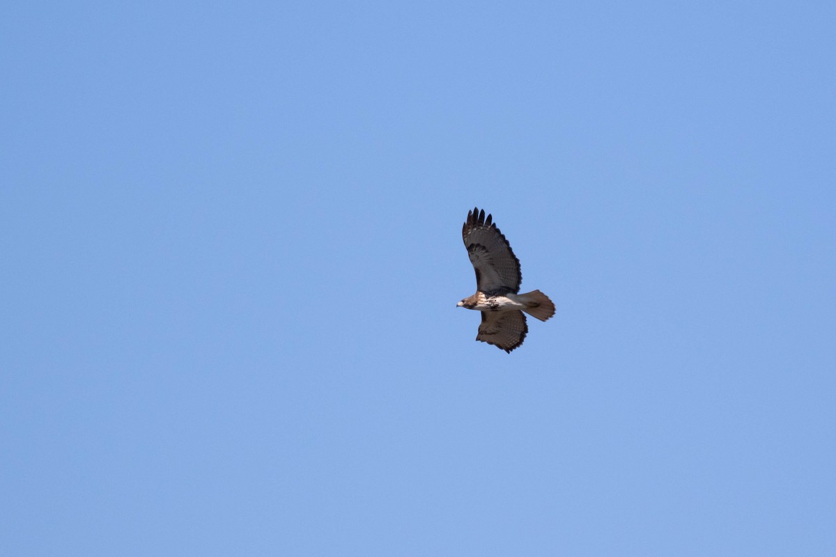 Red-tailed Hawk (umbrinus) - ML396262231