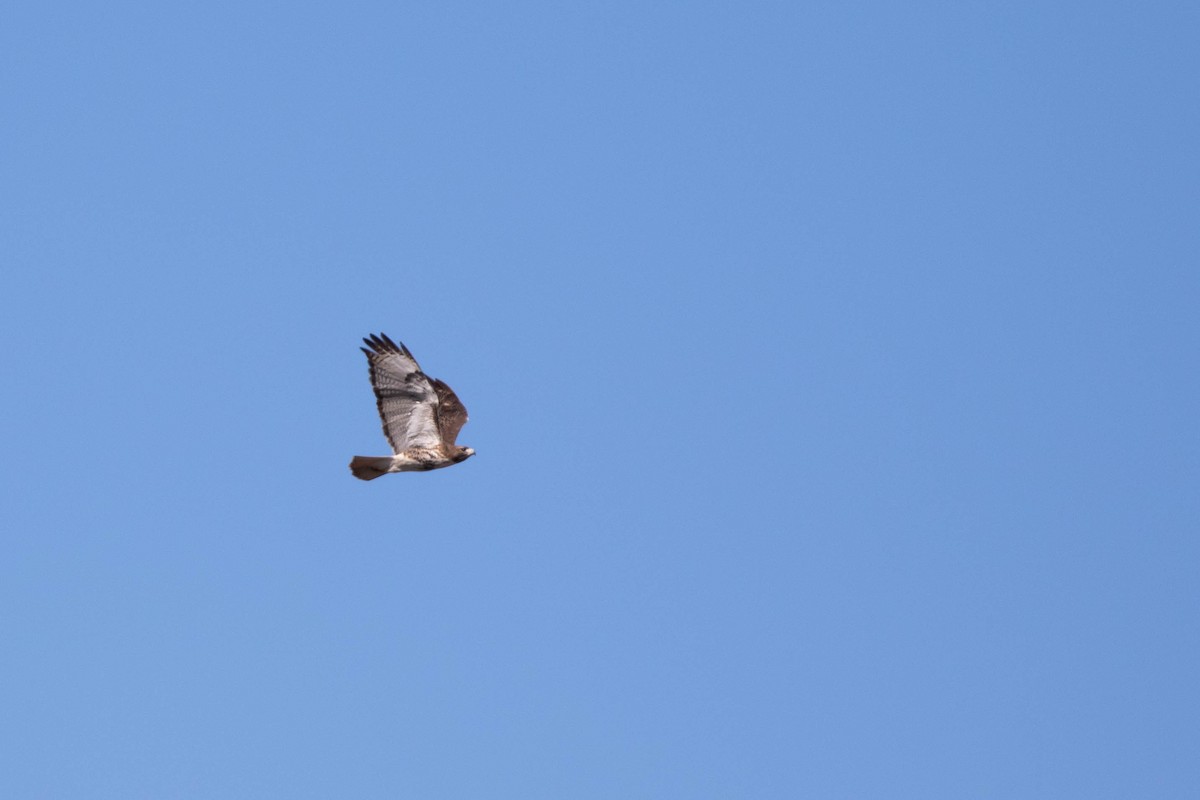 Red-tailed Hawk (umbrinus) - ML396262241