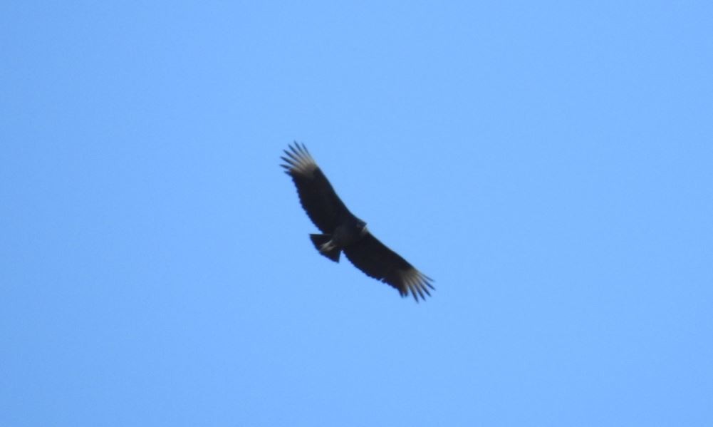 Black Vulture - ML396262691