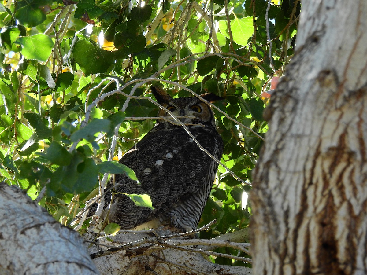 Great Horned Owl - ML396263181