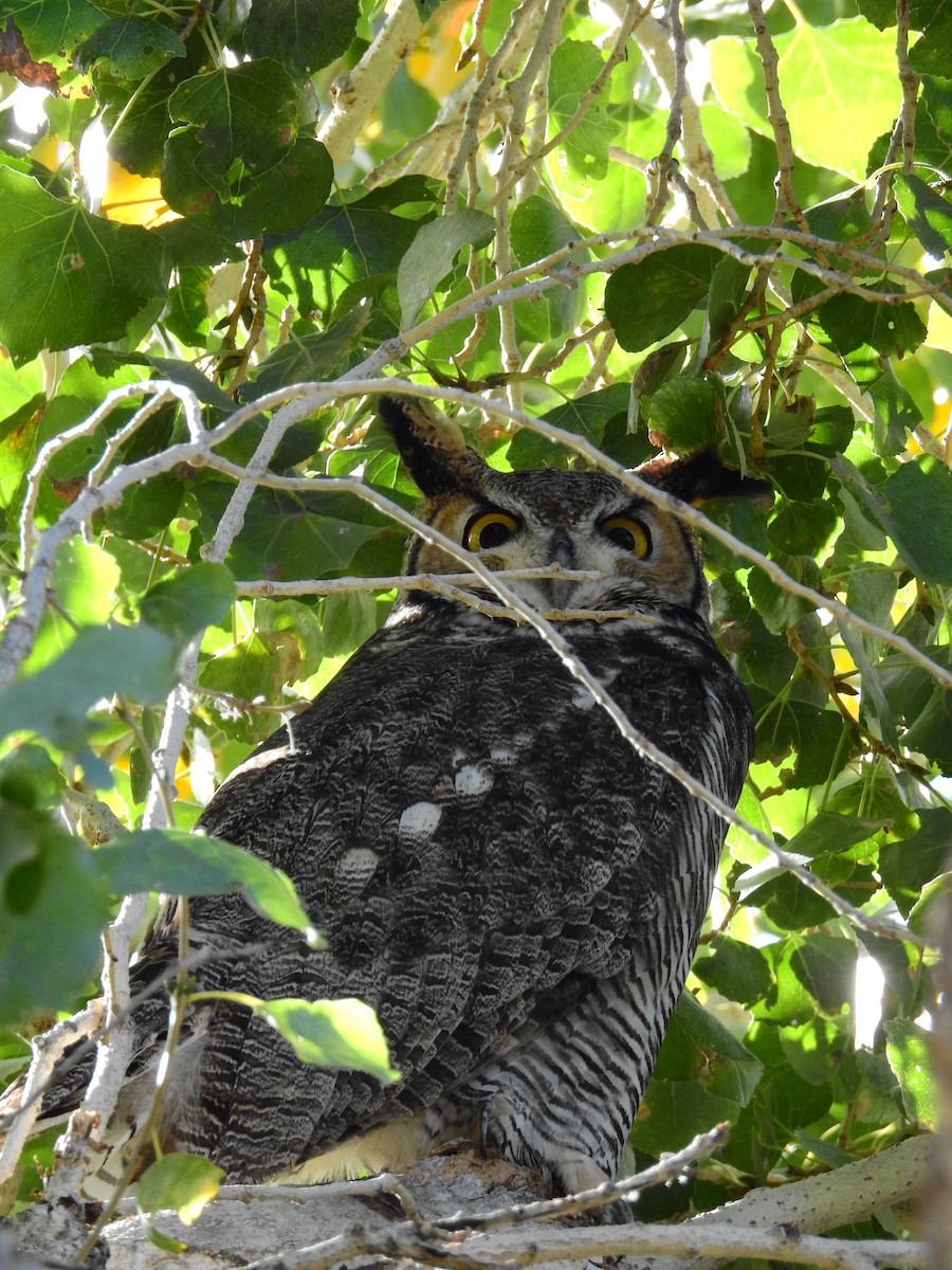 Great Horned Owl - Jeff and Allison Gross