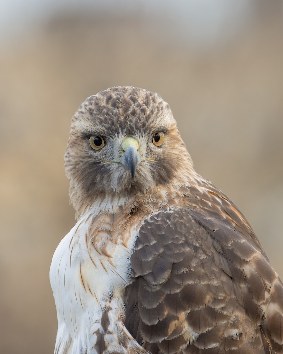 Red-tailed Hawk - ML396263841